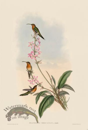 Gould Hummingbird 033